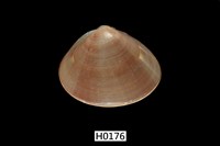 藏品(普通文蛤)的圖片